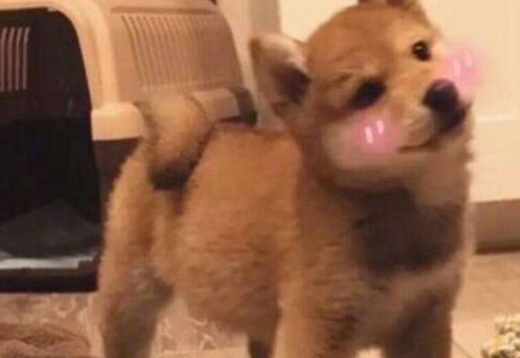 搞笑的英文句子文案大全