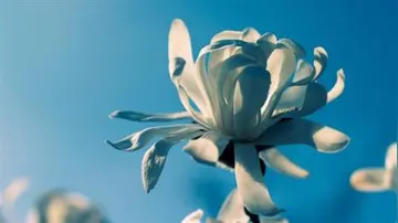 描写花的优美短句摘抄