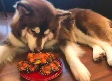 一不小心又胖了的说说文案