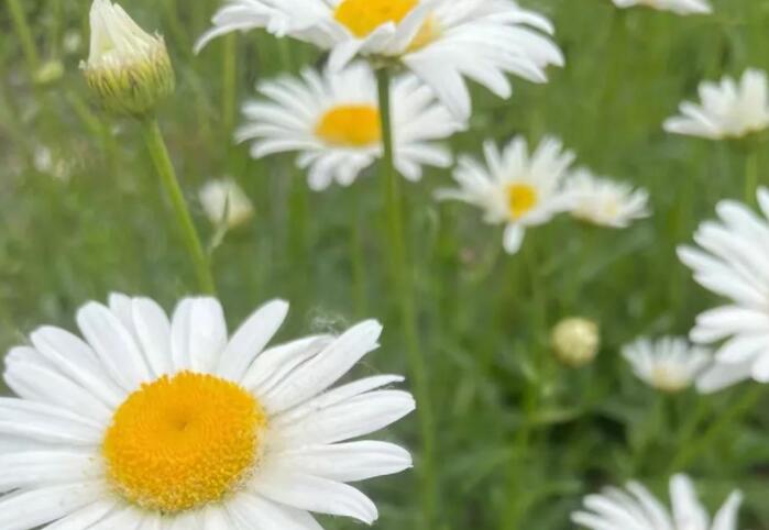 端午安康动态图片大全