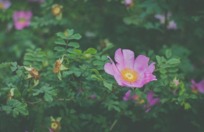 好词好句文案好段摘抄大全