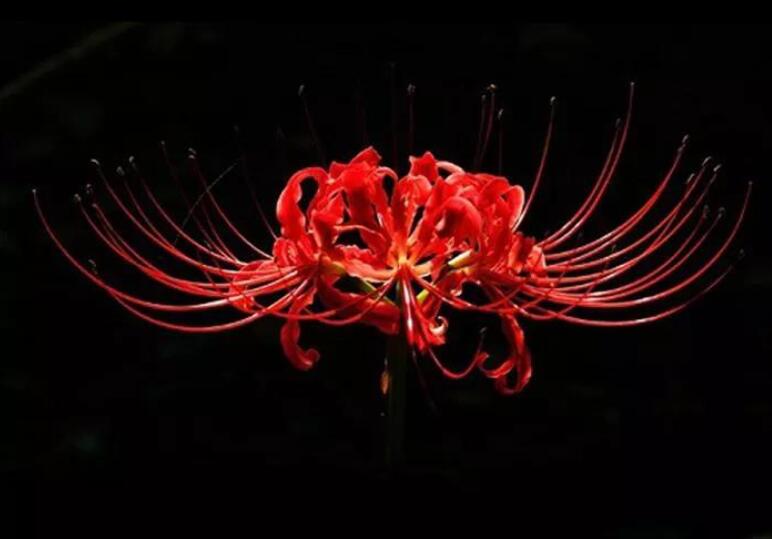 彼岸花个性签名伤感句子文案