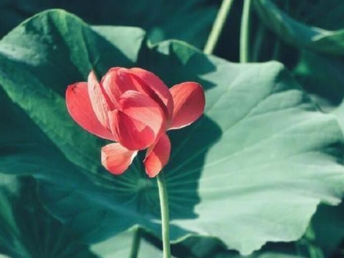 佛经中归于尘土的句子文案