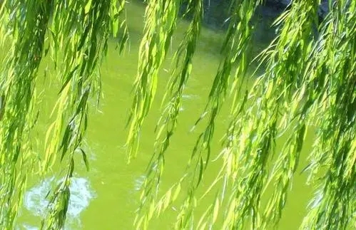 柳树的句子文案短句唯美