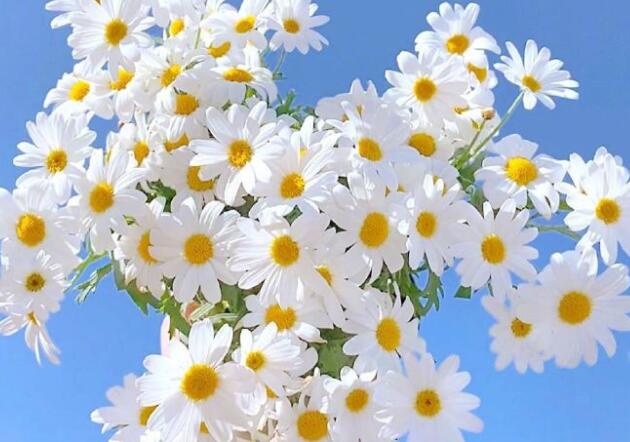 开开心心每一天唯美句子文案