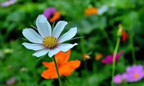 清晨早安的句子文案简短