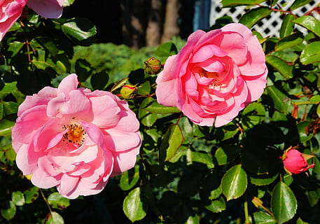 带有感情的诗句文案