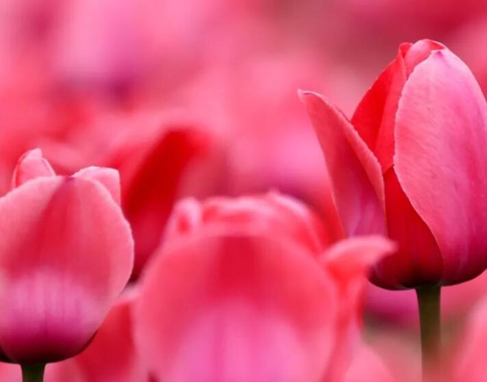 描写春天郁金香的优美句子文案