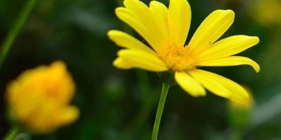 生命的意义一段话