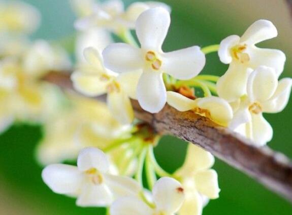 描写桂花的诗句文案