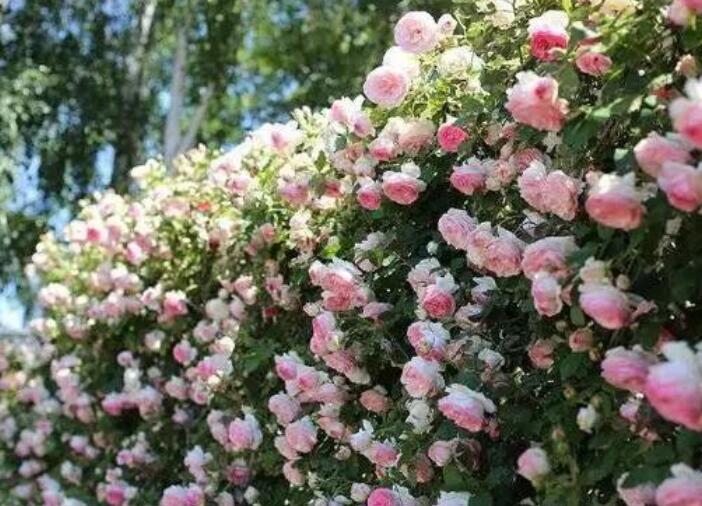 诗句文案含五月的诗词