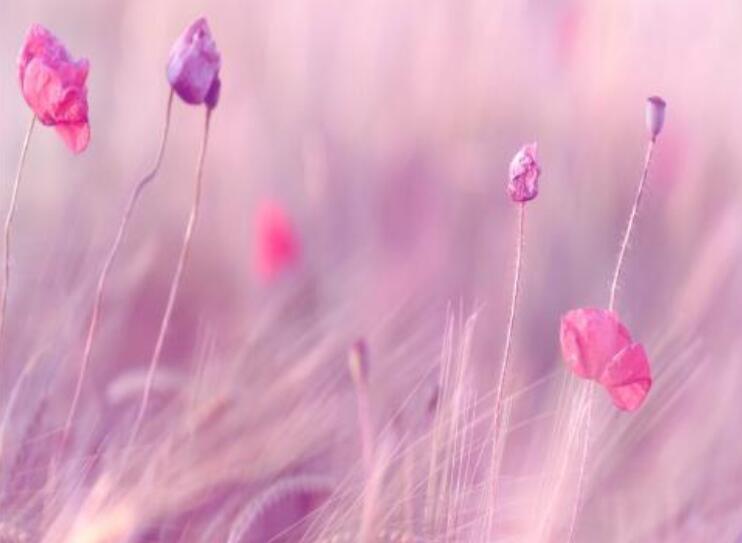 优美散文句子文案摘抄简短励志