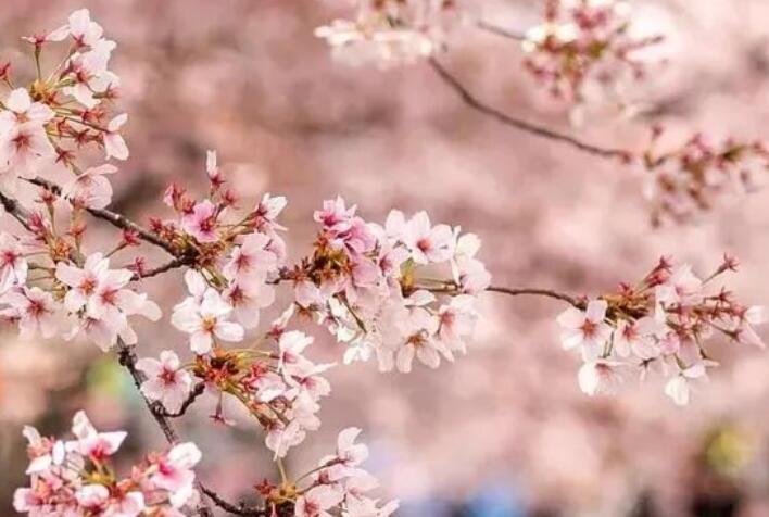 老人的早安祝福短信