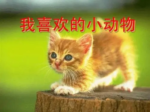 描写动物外形的句子文案