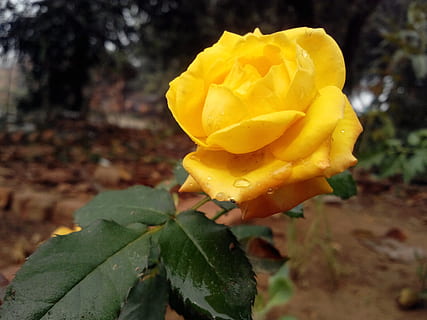 高级浪漫情话文案给男生