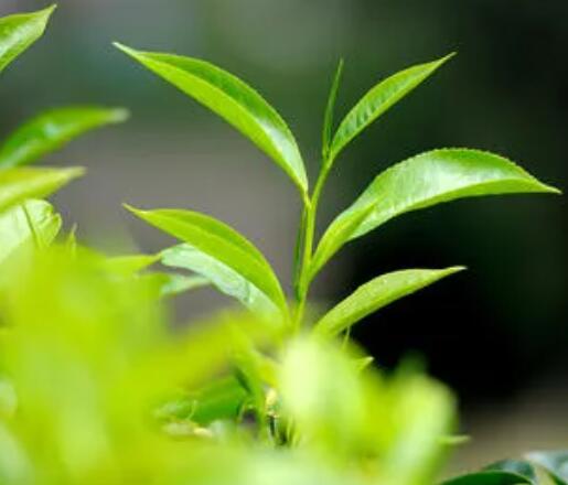 一年级用春天写一句话