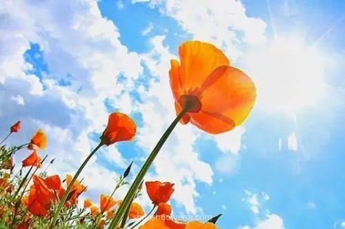 养花发的朋友圈怎么说一句啊