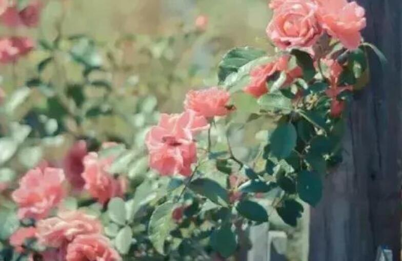 文艺句子文案十字以内