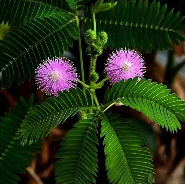 含羞草的特点描写