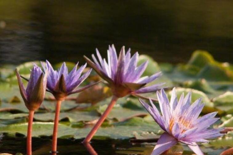 二月二龙抬头摘抄