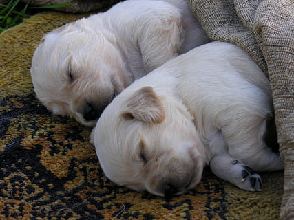 爱情八字精辟短句