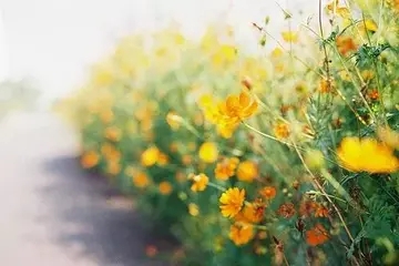 关于女人骨气和尊严的名言