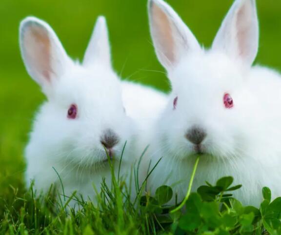 小白兔外形特点描写