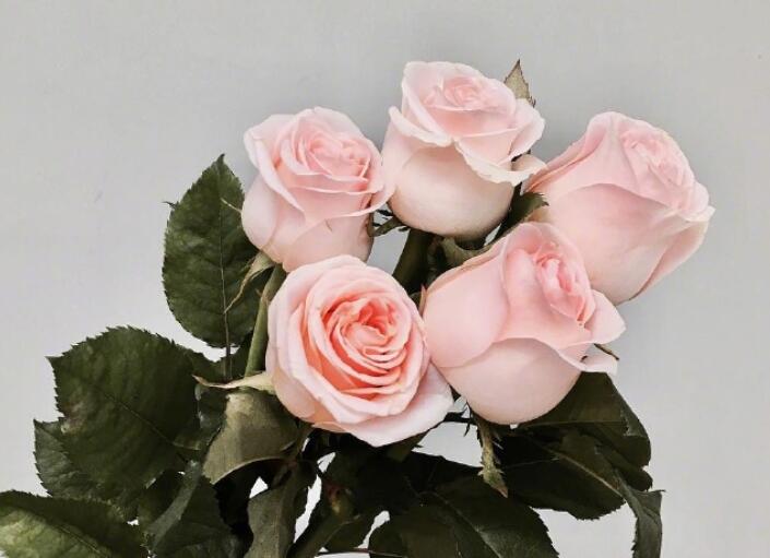 真爱难得的经典句子文案