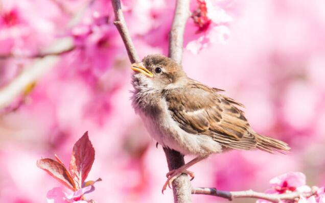 关于惊蛰的四句古诗有哪些