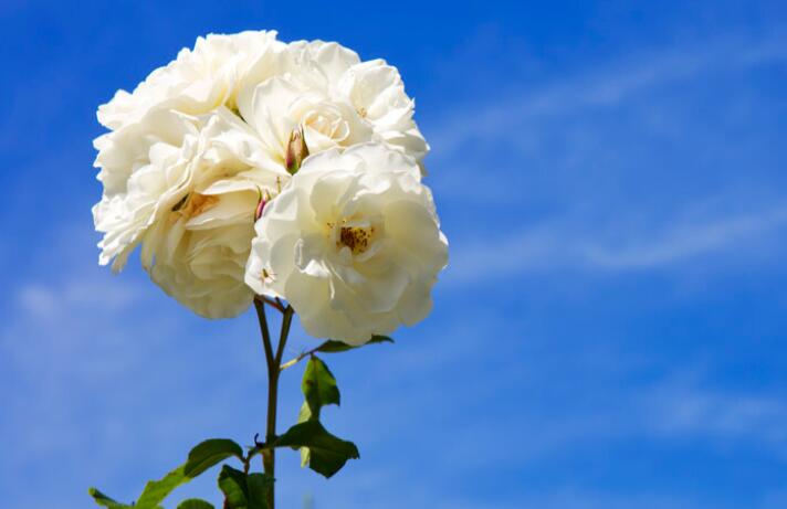 抖音热门文案短句