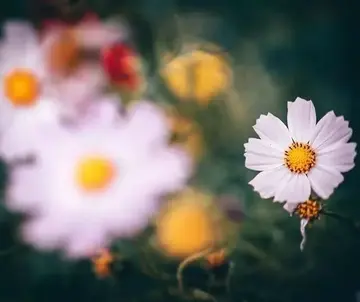 干净唯美个性签名短句