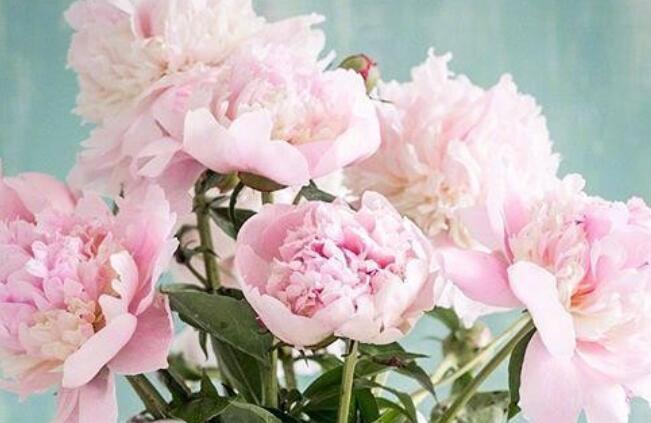 人生经典佳句赏析大全