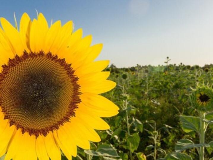 多么朴实的一句话