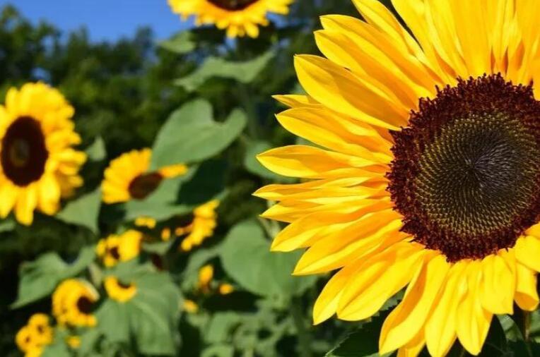 美句摘抄15字小学