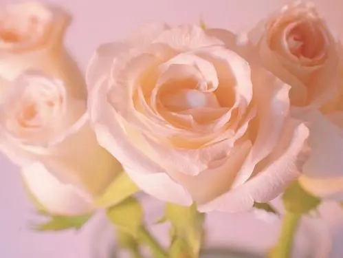 适合花草的文案