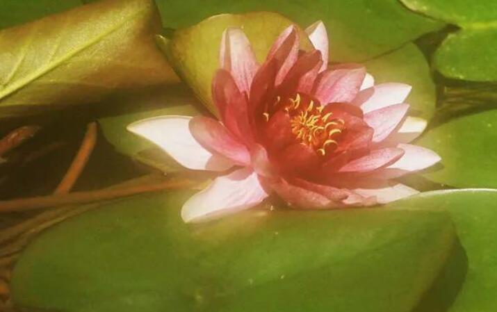 荷花禅意句子文案