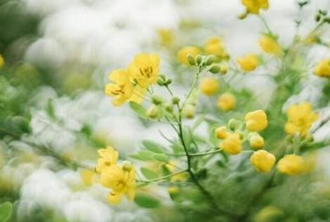 形容五月的句子文案唯美