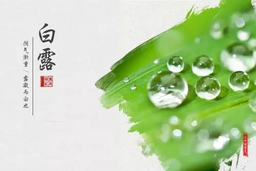 与白露有关的诗古诗