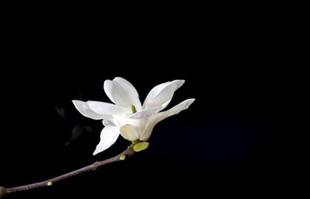 夫妻幸福语录文案