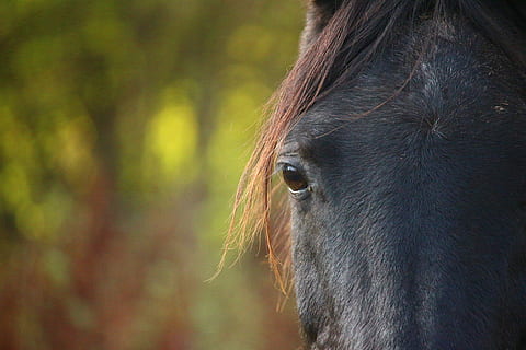 唯美的古风情话文案翻译英文