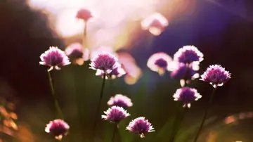 早安心情感悟的经典句子文案