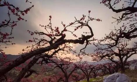 描写西安的春天的句子文案