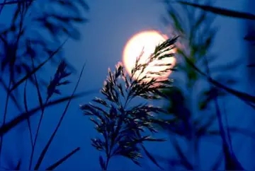 形容月亮很美文艺诗句文案