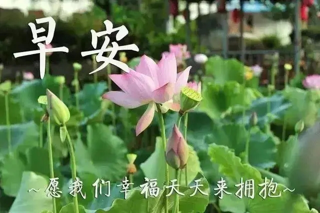 每日一句问候祝福