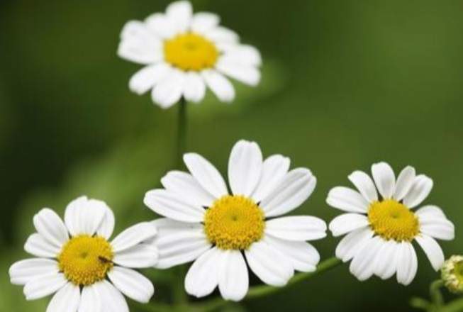 春天寄语简短一句话