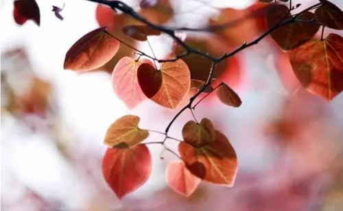 又逢深秋的经典句子文案