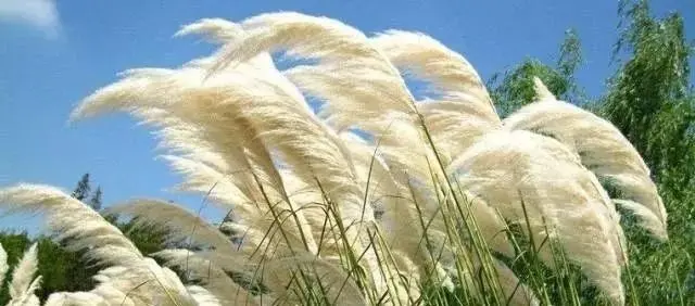 学校教育的名人名言