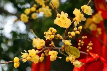 表达腊梅花的说说文案