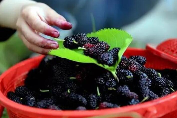 到果园摘果的心情句子文案