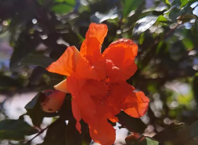 赞美五月的诗词名句文案